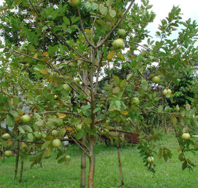 BARI-Peyara-2Bearing-tree